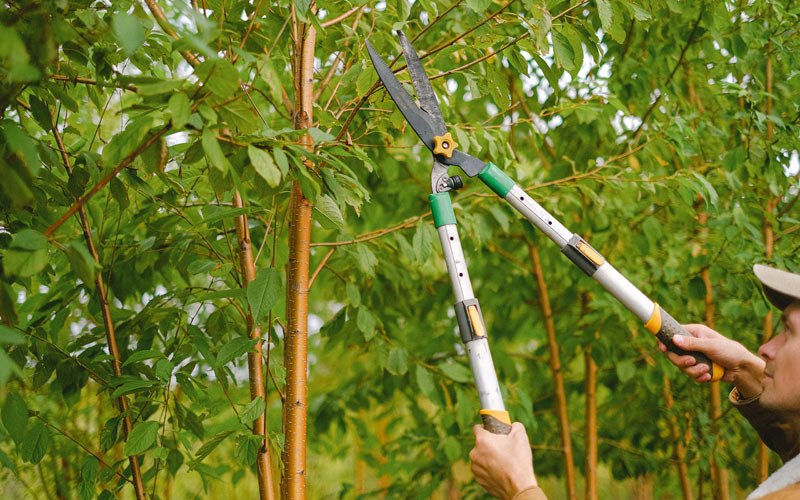Tree trimming in Mannsville, NY